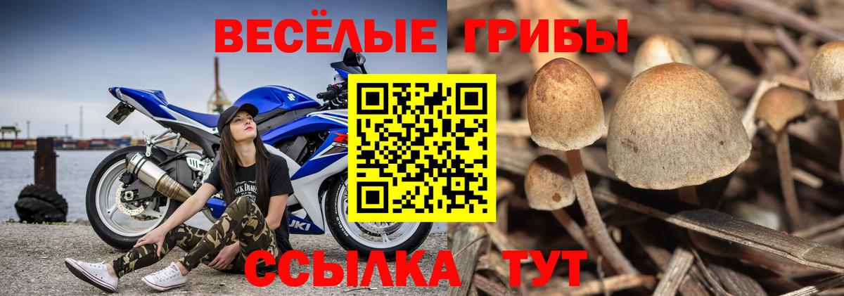 продажа наркотиков  Галлюциногенные грибы Magic Shrooms  Псилоцибиновые грибы Psilocybe  Вход с VPN  Минусинск 
